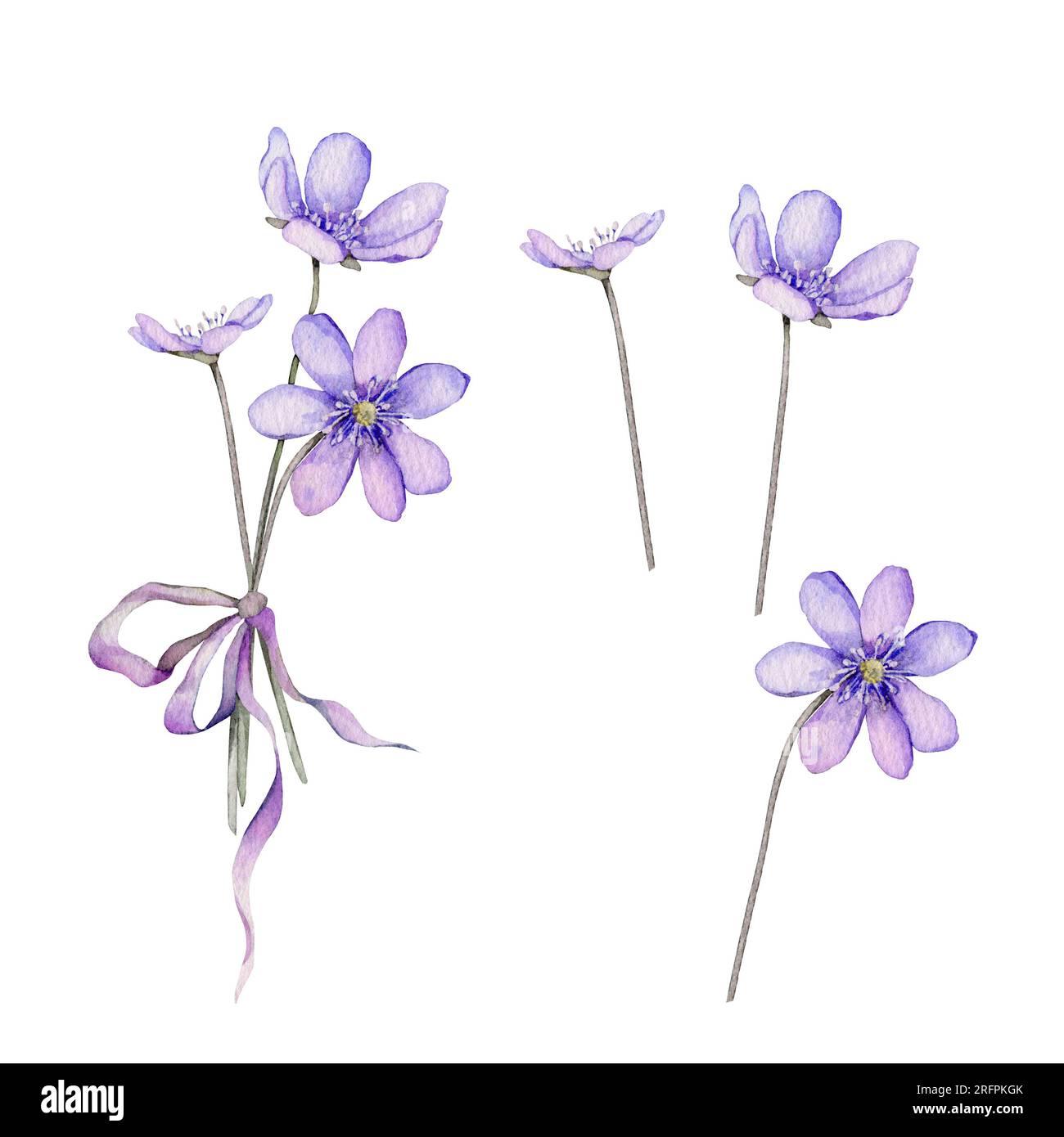 Watercolor spring flowers isolated on white background. Scilla. Coppice, hepatica - first spring flowers. Illustration of delicate lilac flowers Stock Photo