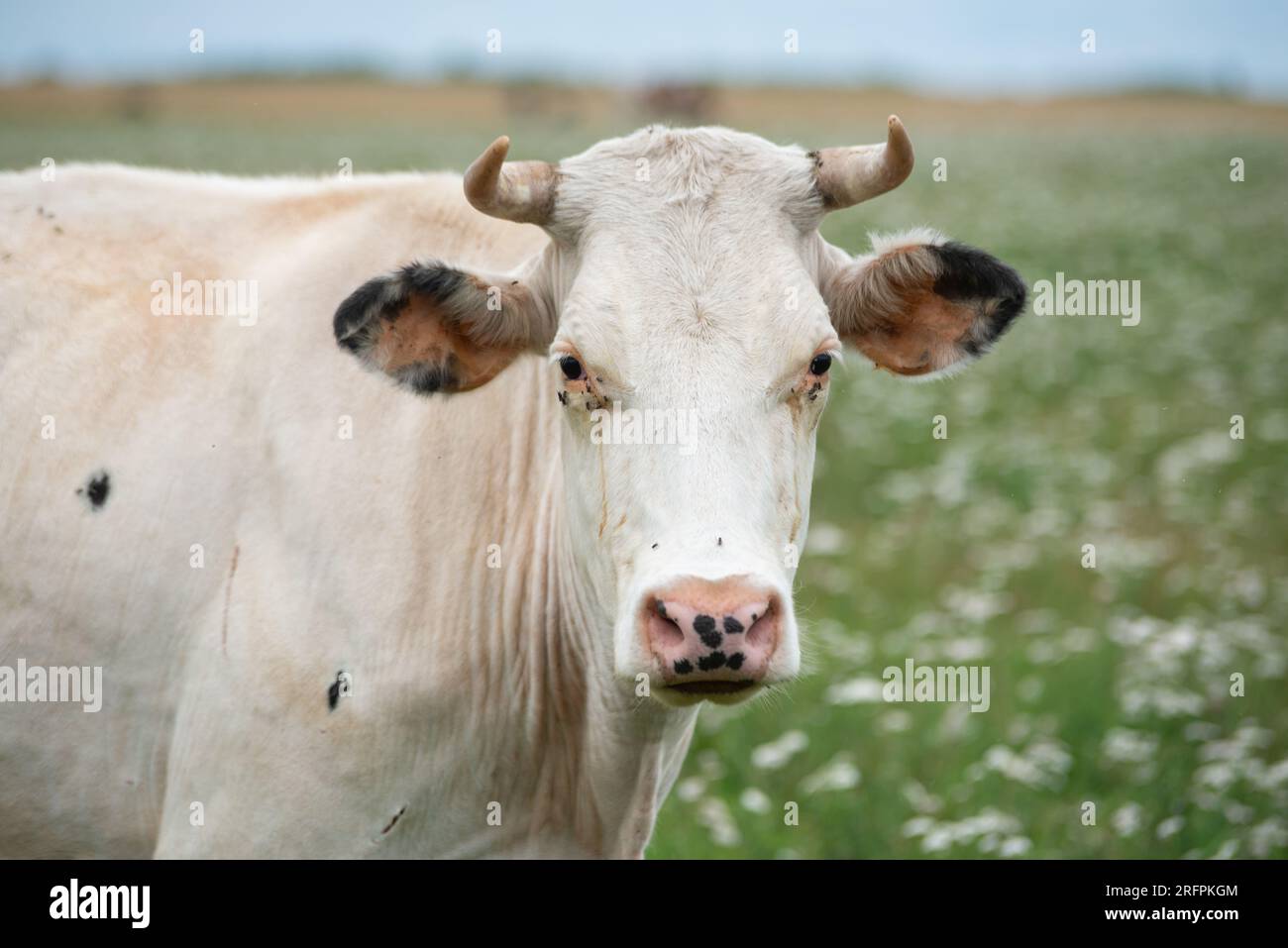 Portrait of a cow. Portrait of a white cow with horns in green grass. Stock Photo