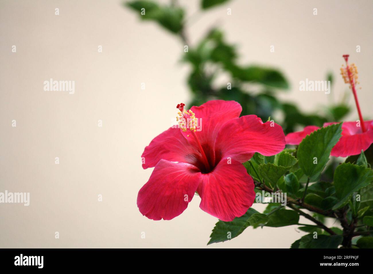 Electric Crimson colored Chinese hibiscus (Hibiscus rosa-sinensis) : (pix Sanjiv Shukla) Stock Photo