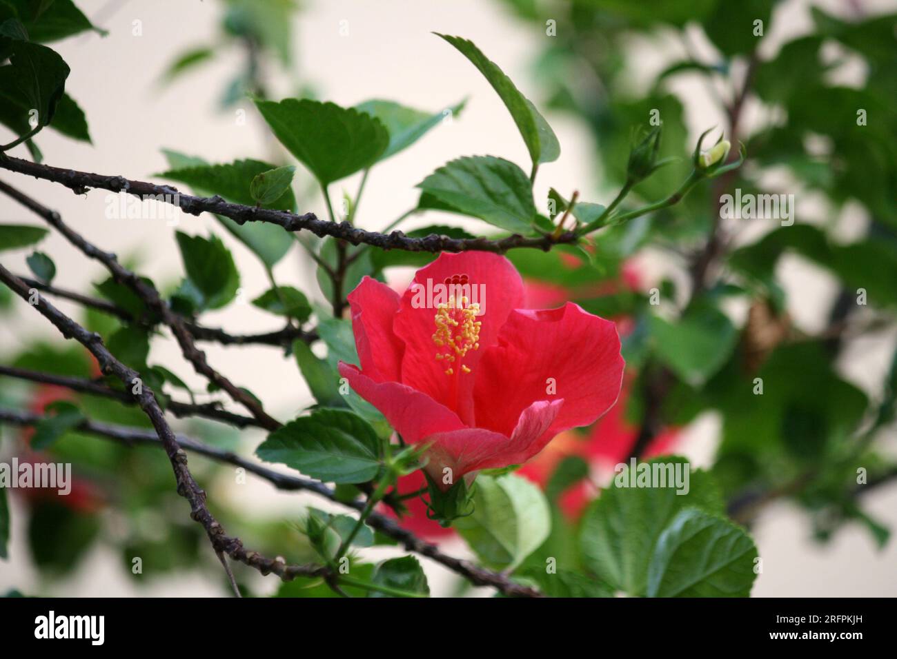Electric Crimson colored Chinese hibiscus (Hibiscus rosa-sinensis) : (pix Sanjiv Shukla) Stock Photo