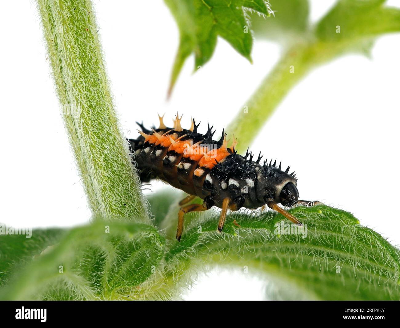 Larva of a ladybug, Harmonia axyridis on mint plant isolated on white background, close up of a ladybeetle larva Stock Photo