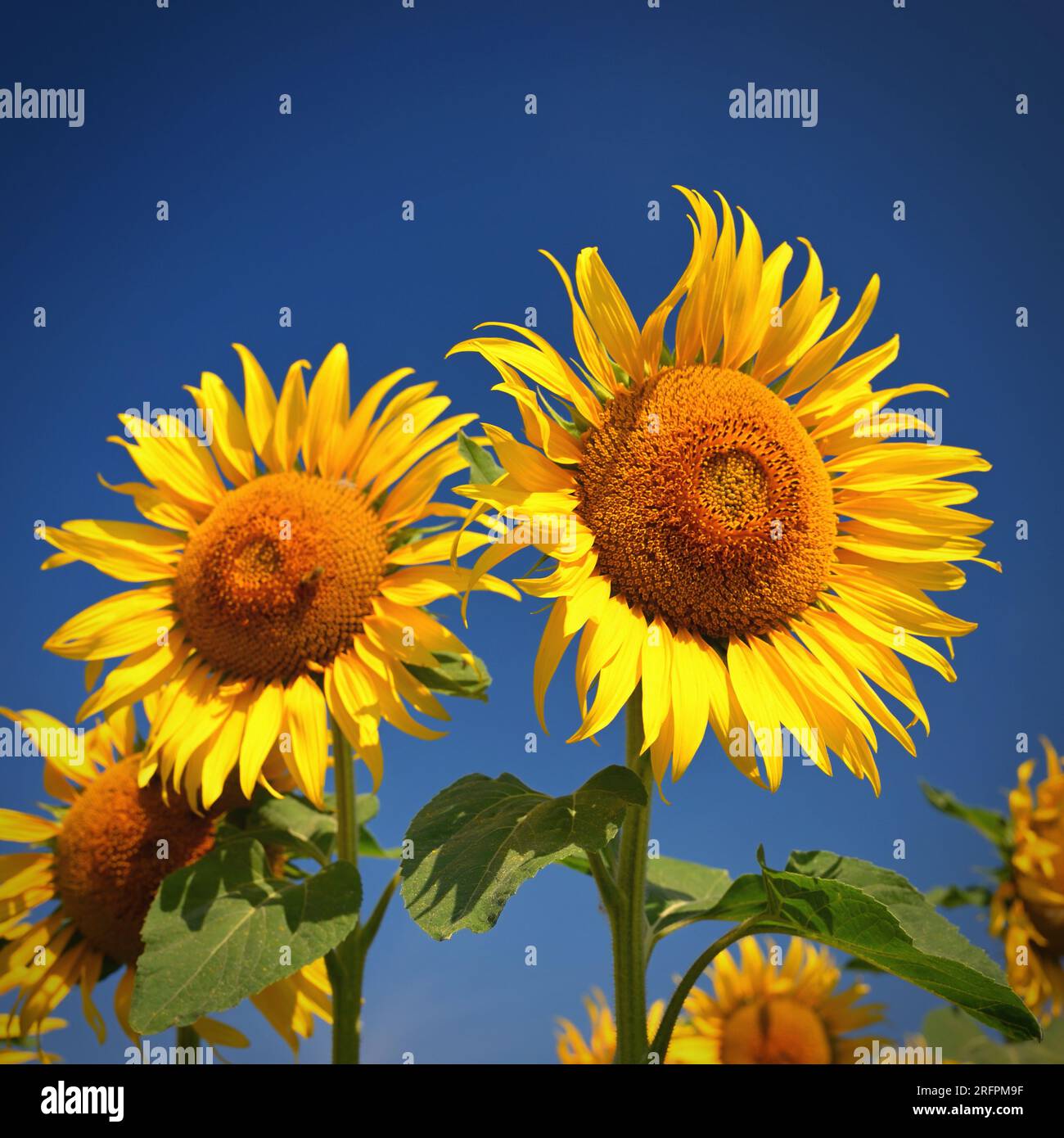 Sunflower. Beautiful yellow blooming flower with blue sky. Colorful nature background for summer season. (Helianthus) Stock Photo