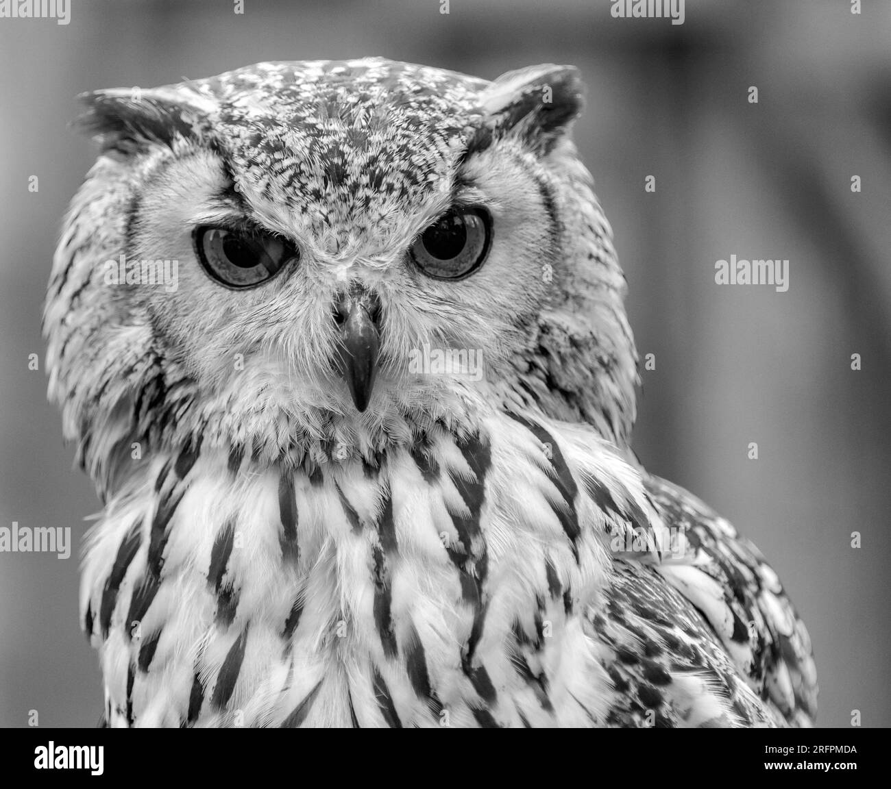 Bird Black and White Stock Photos & Images - Alamy