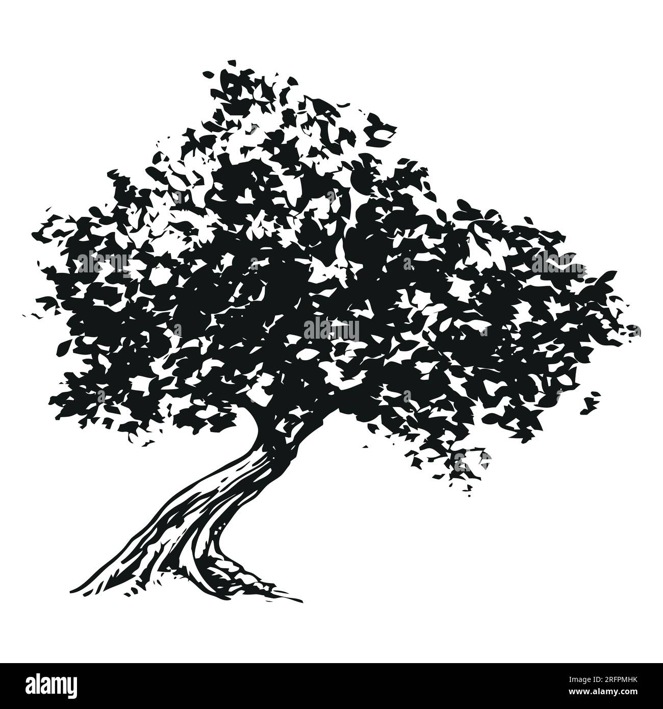 olive tree black and white drawing illustration Stock Vector Image