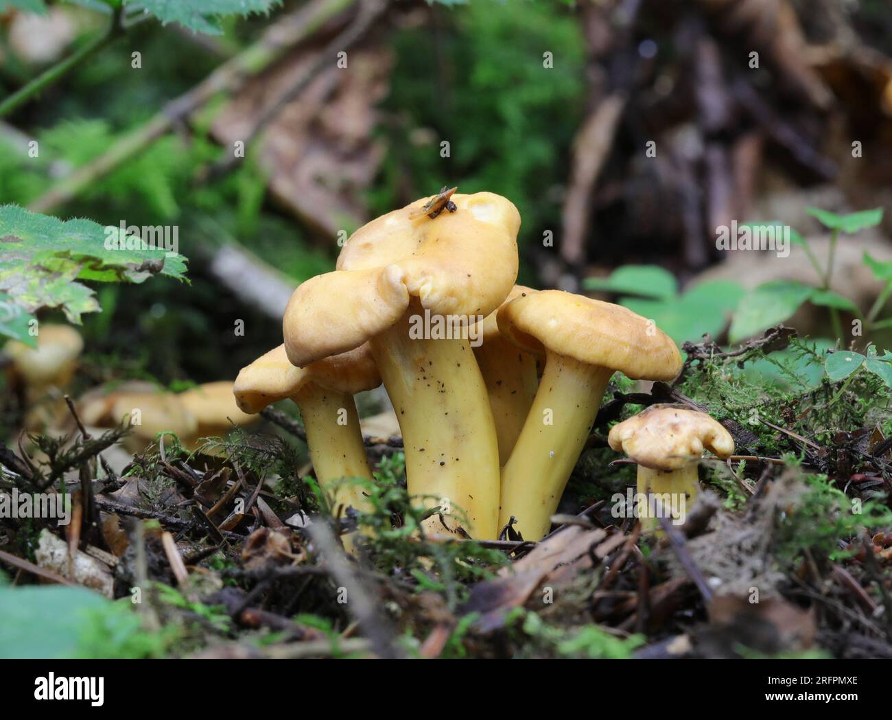 Cantharellus aurora - Golden Chanterelle mushroom Stock Photo
