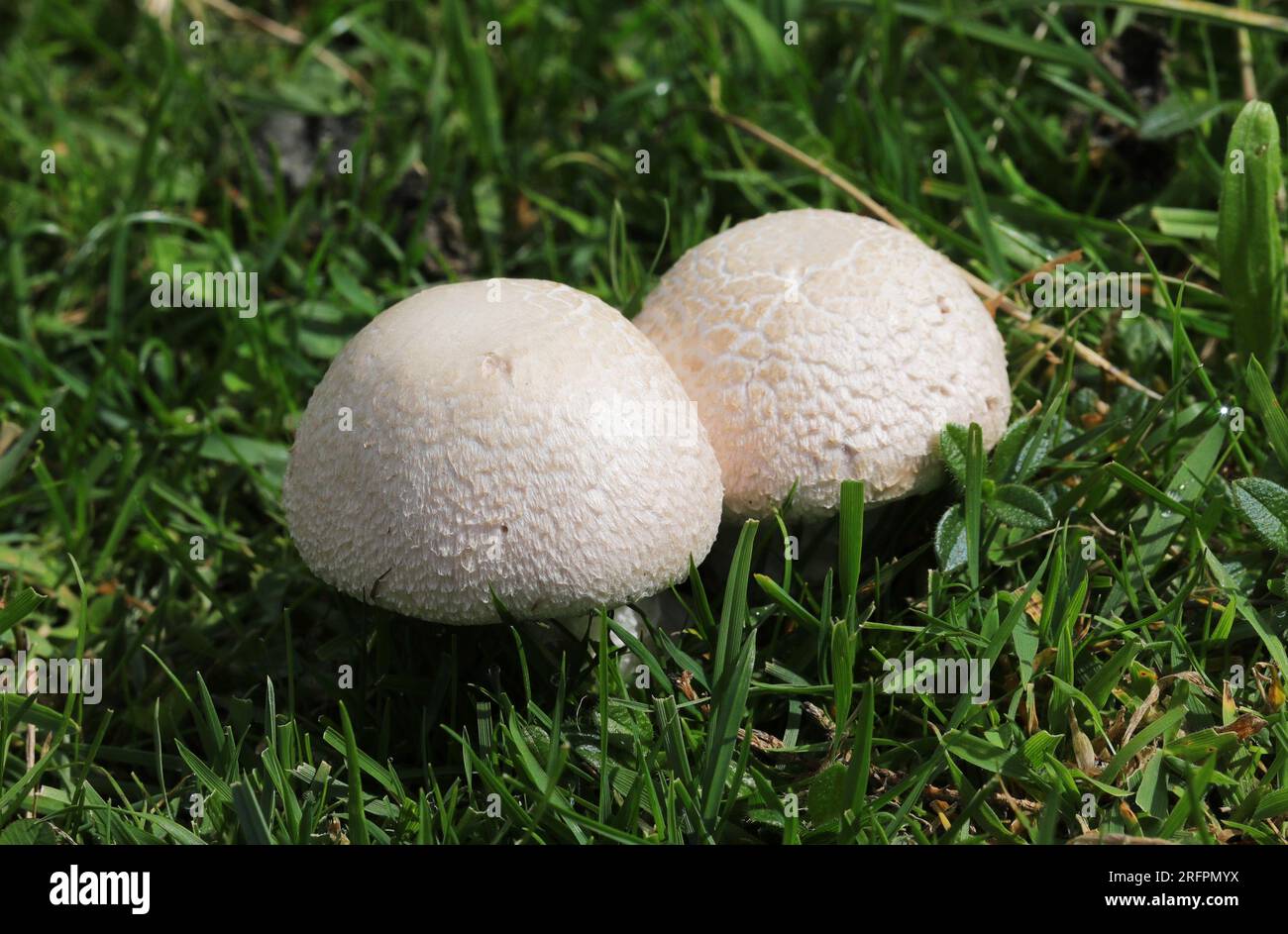Agaricus campestris - Field mushroom Stock Photo