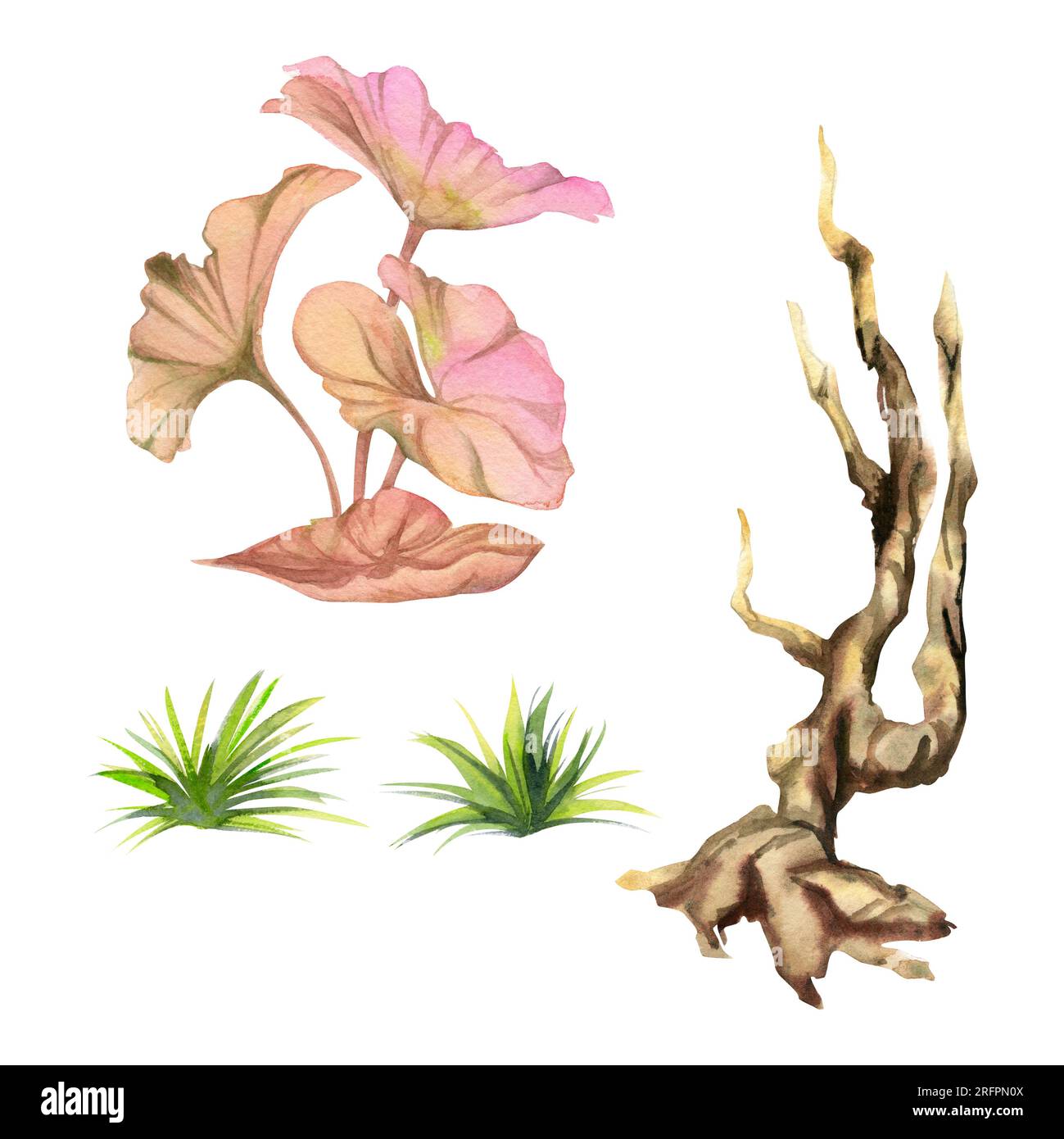 Hand drawn watercolor aquarium plants, algae and seaweed, bogwood