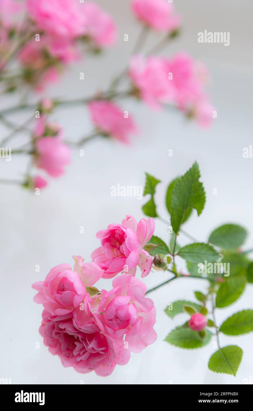 Light pink rose isolated on white background Stock Photo - Alamy