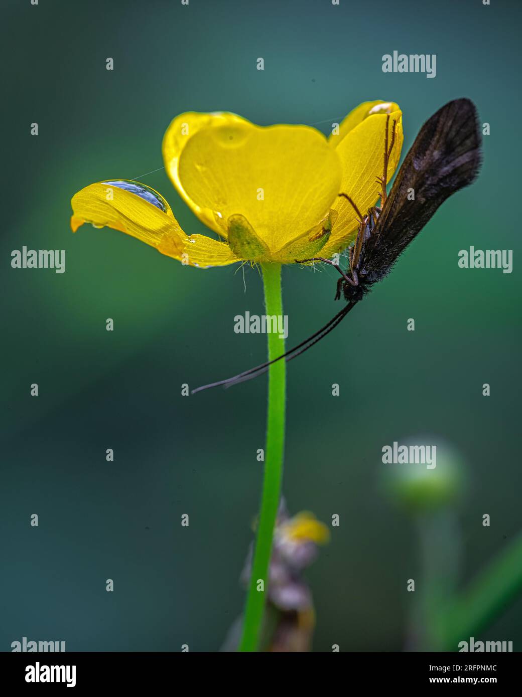 Yellow buttercup flower in spring on the green natural background. Selective focus. Stock Photo