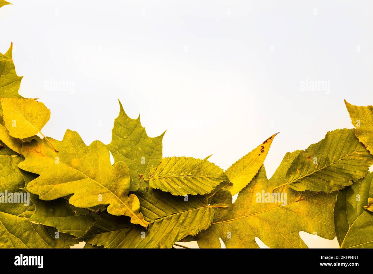 border frame of colorful autumn leaves isolated on white Stock Photo ...