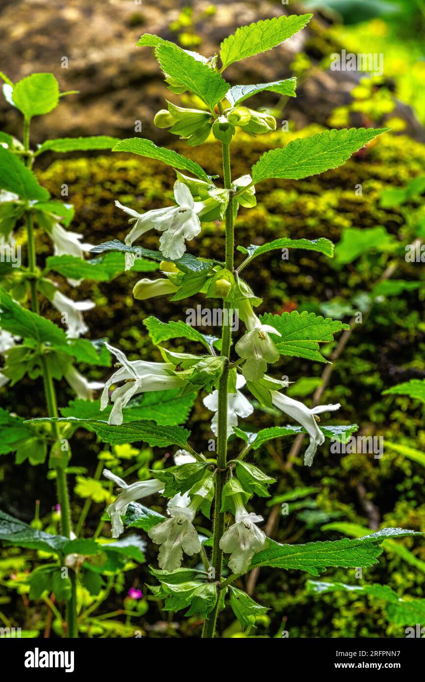 Lepechinia floribunda, Sorgenti del Cavuto, Abruzzo Stock Photo