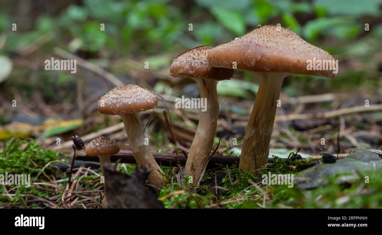 https://c8.alamy.com/comp/2RFPNNH/group-of-edible-wild-mushrooms-honey-agaric-family-of-mushrooms-fairy-forest-the-soft-moss-2RFPNNH.jpg