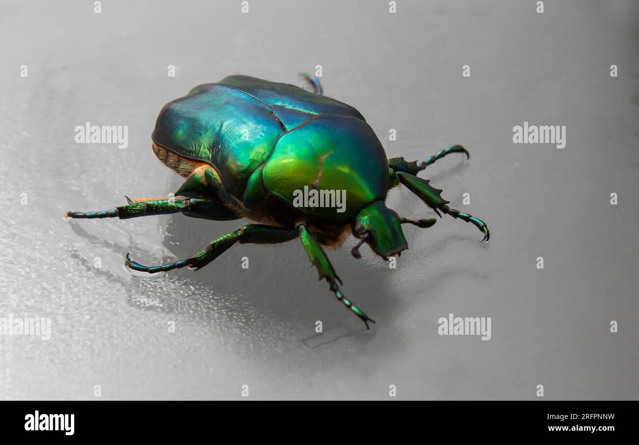 Cetonia aurata called the green rose chafer is a beetle that has a metallic structurally coloured green and a distinct V-shaped scutellum. Underside o Stock Photo