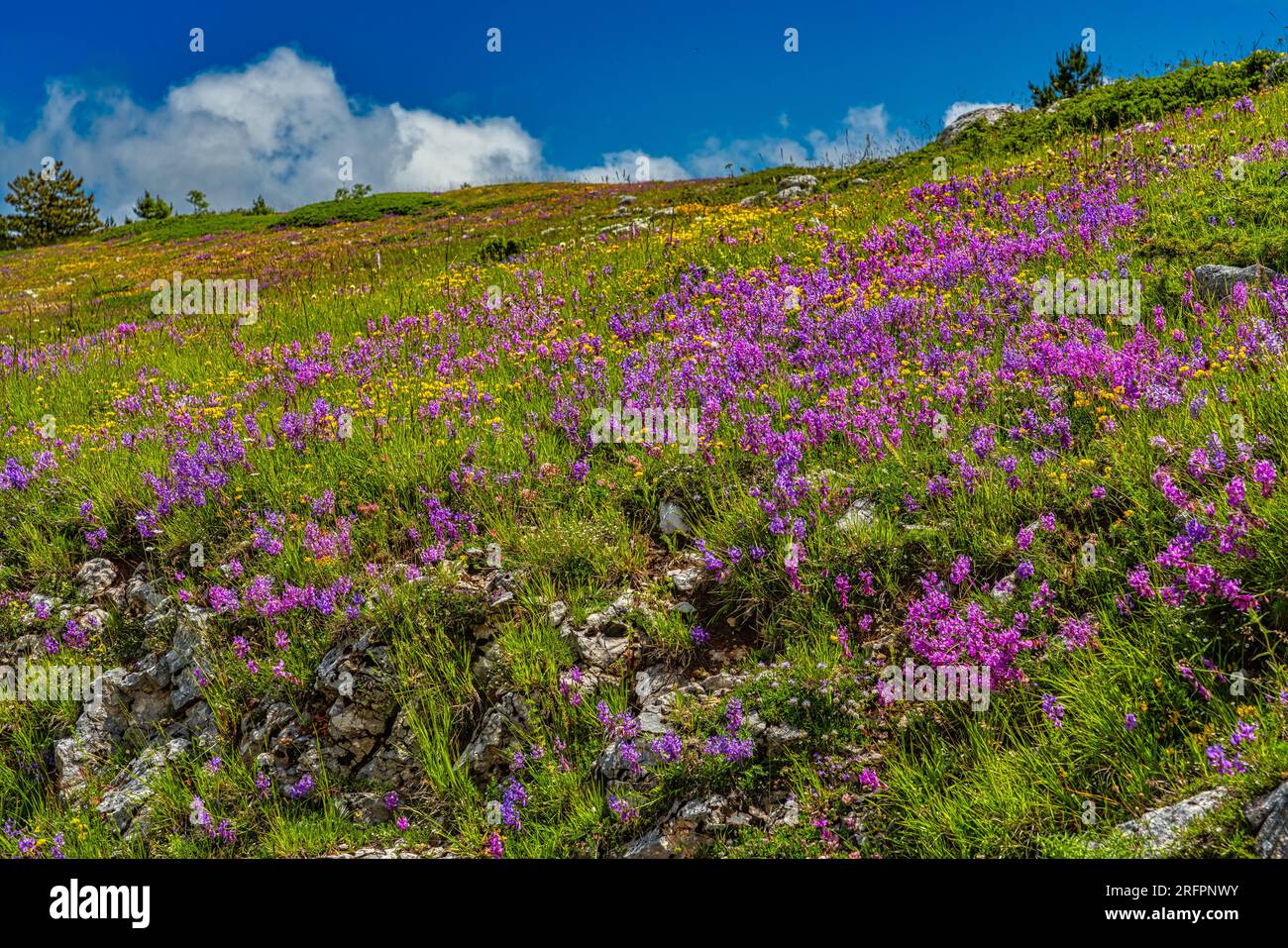 magical blooms of Greater Polygala in the Campo Imperatore plateau. Gran Sasso and Monti della Laga national park, Abruzzo Stock Photo
