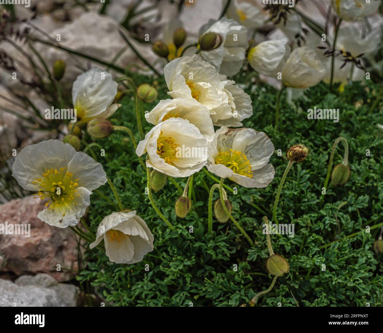 white alpine poppy, Gran Sasso and Monti della Laga National Park Abruzzo Stock Photo
