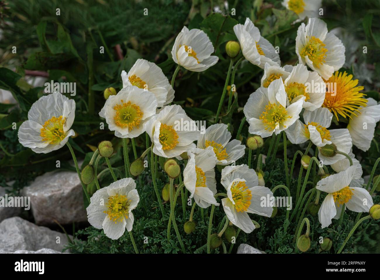 white alpine poppy, Gran Sasso and Monti della Laga National Park Abruzzo Stock Photo