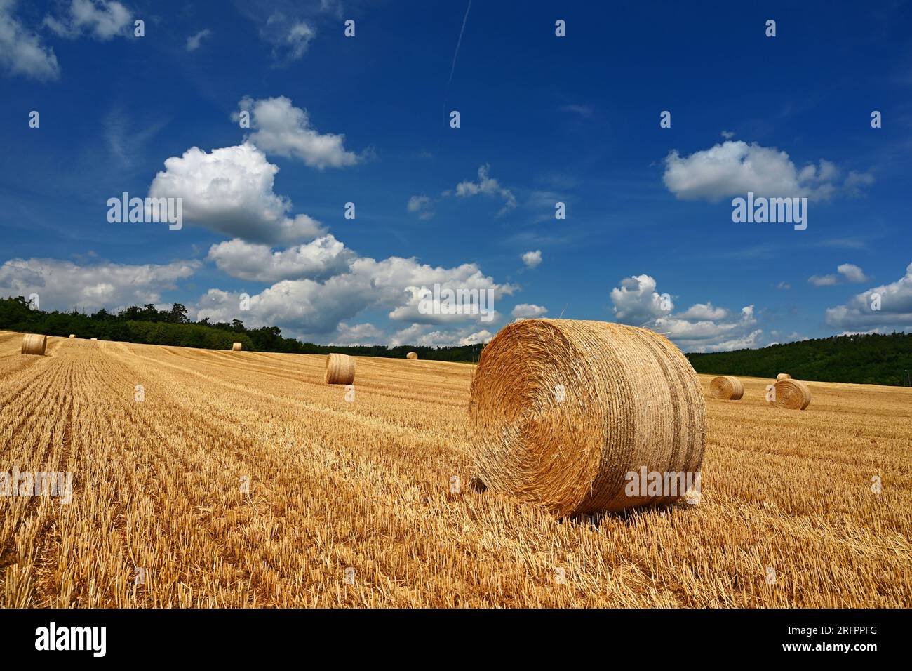 Beautiful summer landscape. Agricultural field. Round bundles of dry grass in the field with bleu sky and sun. Hay bale - haystack. Stock Photo