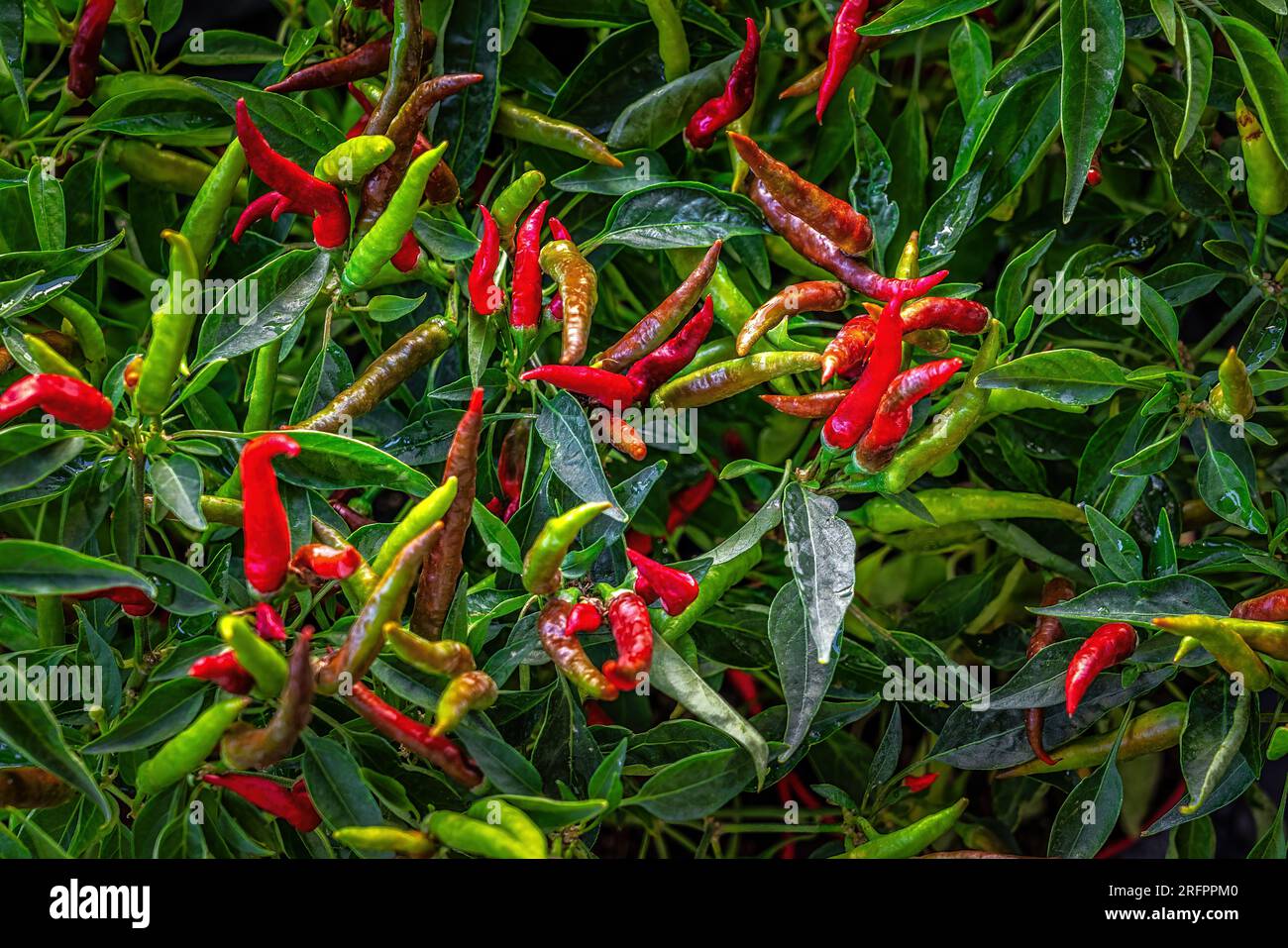 Green and red bitter pepper on a bush. Bitter pepper crop. Hot chili pepper Stock Photo