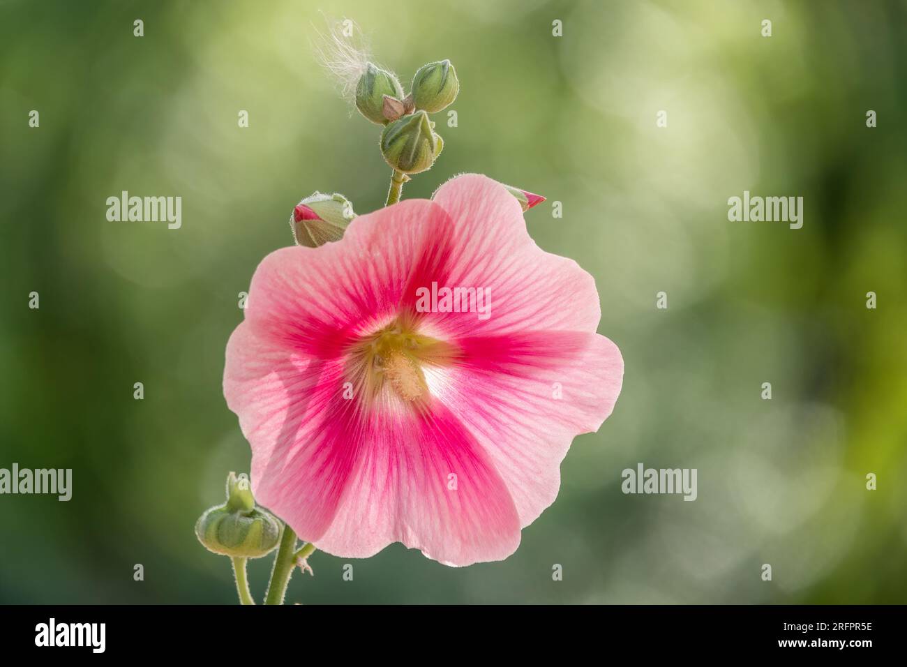 Pink flowers of Hibiscus moscheutos plant close-up. Hibiscus moscheutos ...