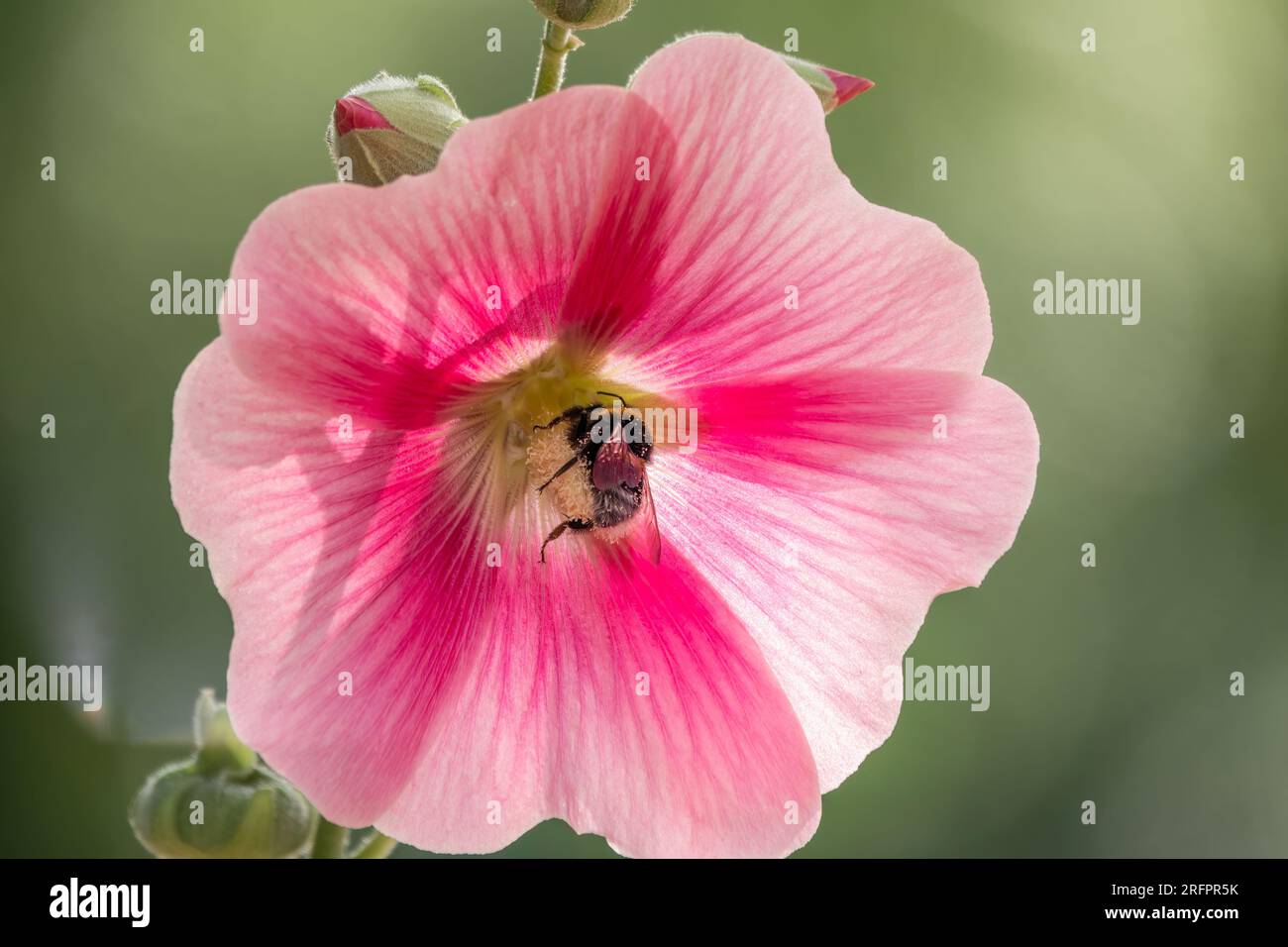 Pink flowers of Hibiscus moscheutos plant close-up. Hibiscus moscheutos ...