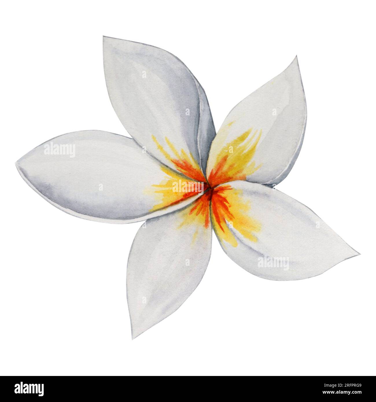 White Plumeria Tropical Flower. Hand drawn botanical watercolor illustration Stock Photo