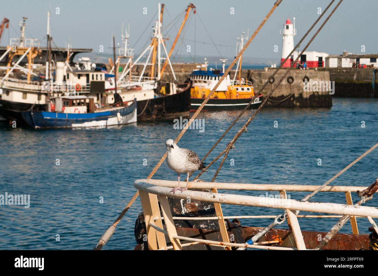 Newlyn Harbour Cornwall with a curious young herring gull just along from Penzance Stock Photo