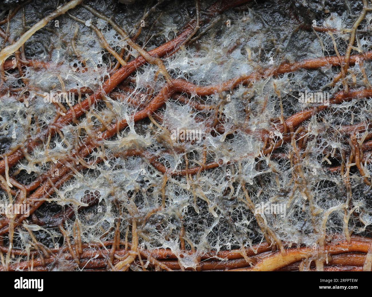 Established mycorrhizal fungus on beech bonsai roots - macro Stock Photo