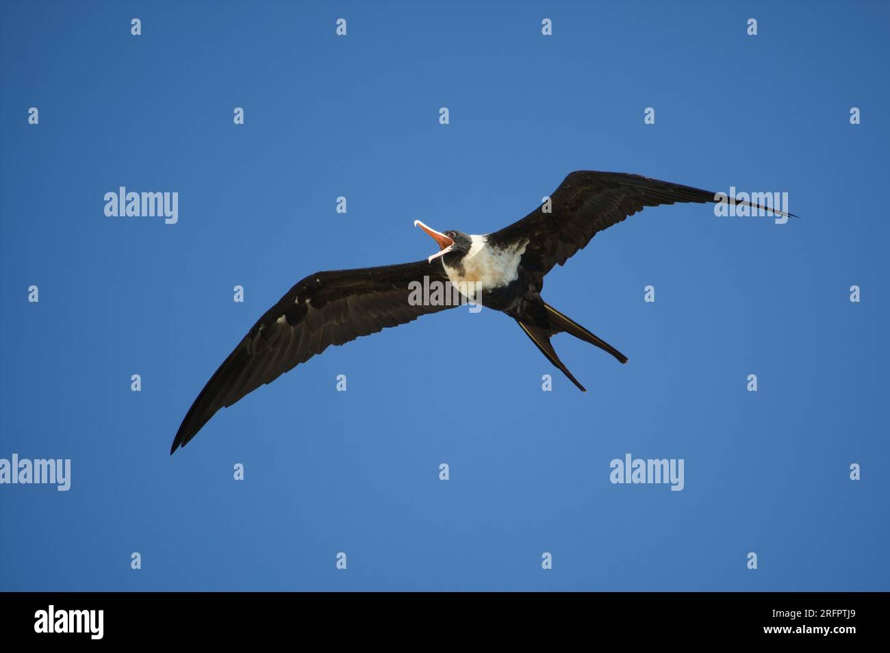 A lesser frigatebird - Fregata ariel soars through the clear blue skies above Australia's Great Barrier Reef. Stock Photo