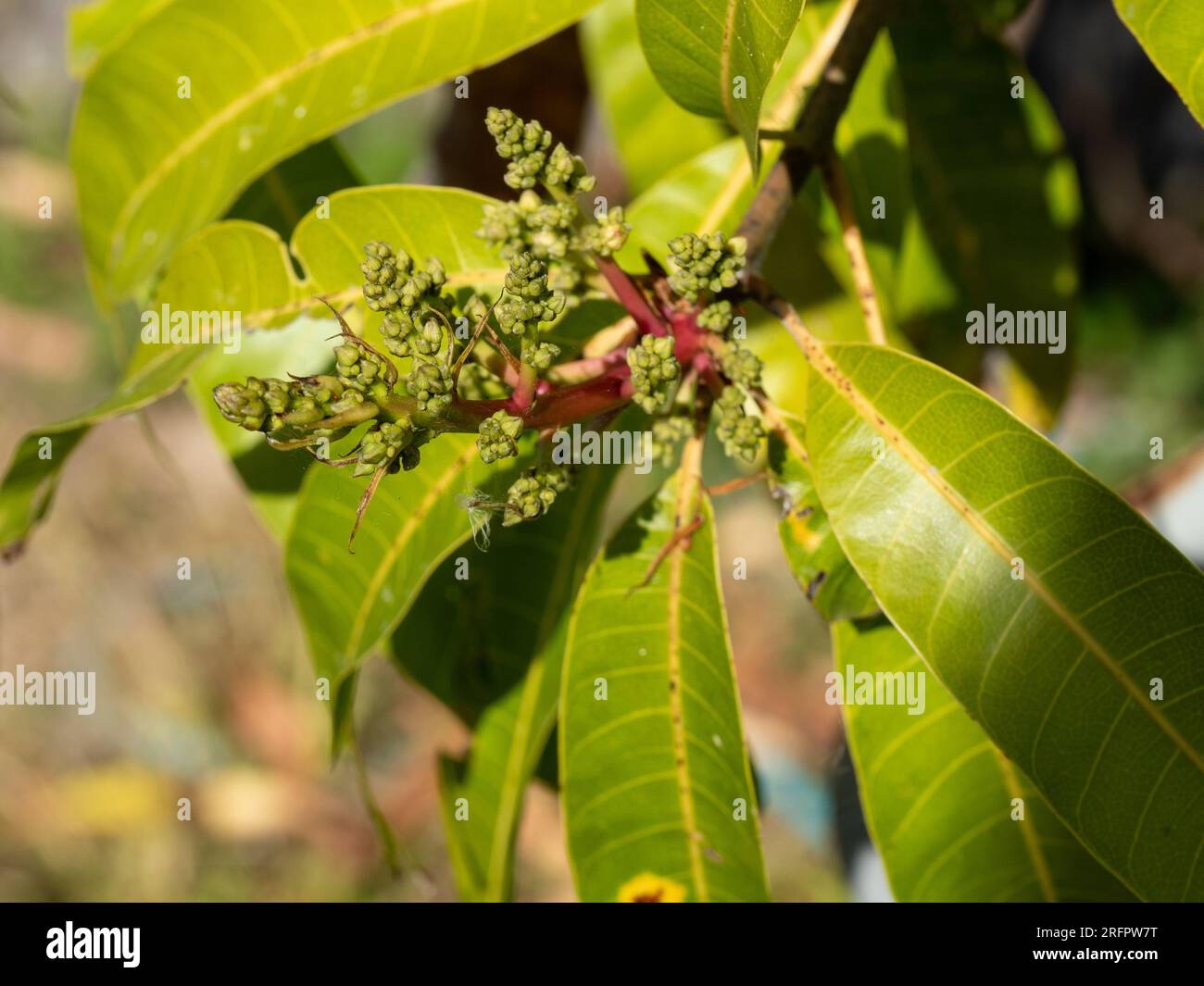 https://c8.alamy.com/comp/2RFPW7T/green-mango-flower-buds-on-pink-stems-surrounded-by-leaves-on-the-tree-2RFPW7T.jpg