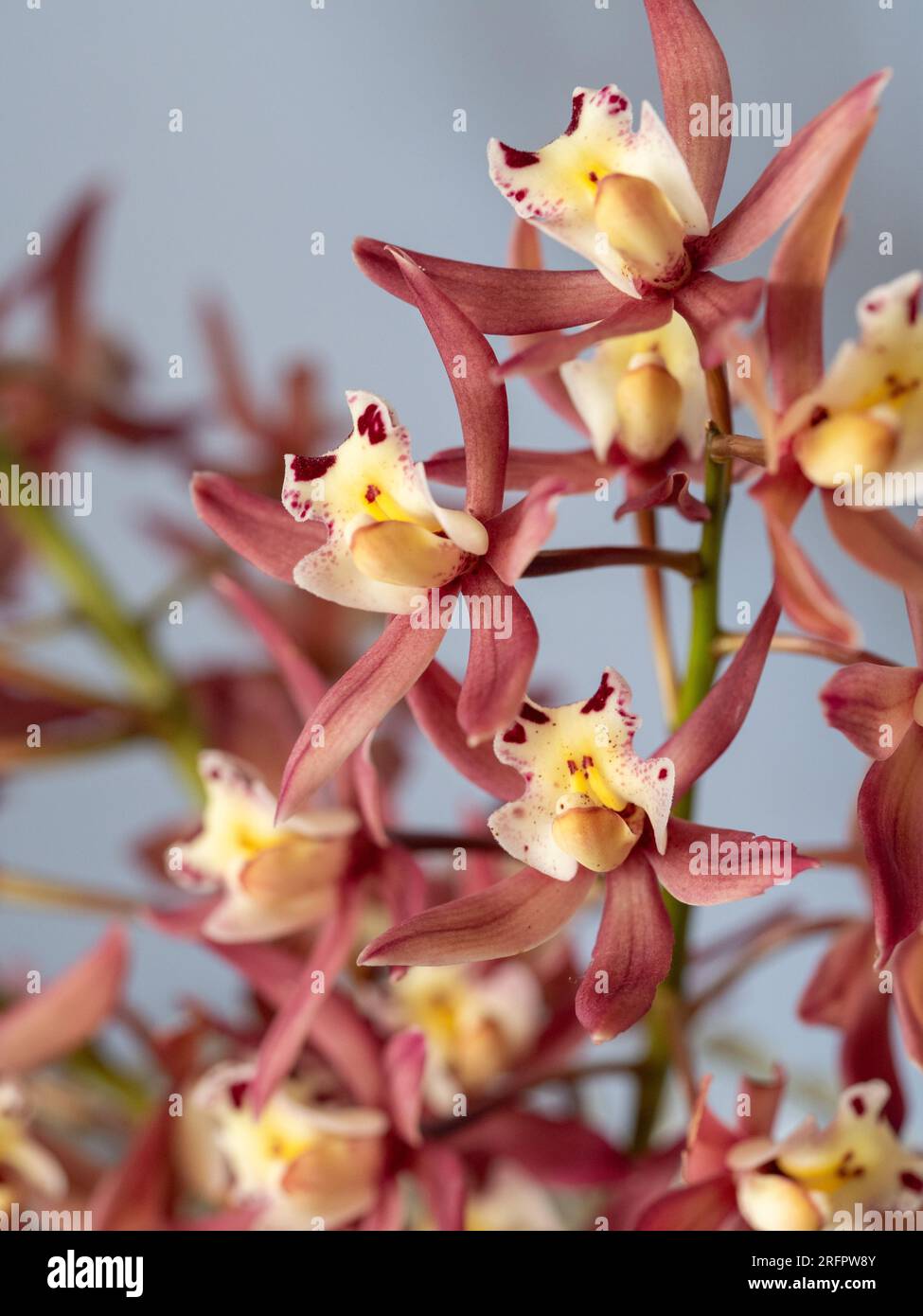 Cymbidium Orchid Flowers , pinky red petals and creamy yellow and dark red centres Stock Photo