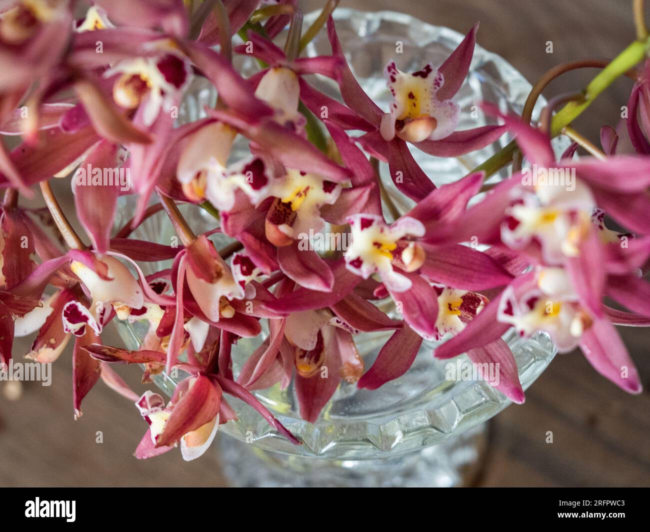 Display many orchids flowers hi-res stock photography and images - Alamy