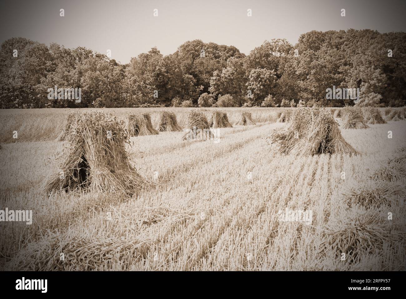 Stooks of straw standing and drying in a stubble field. The dry straw will be used for thatching rooves. Stock Photo