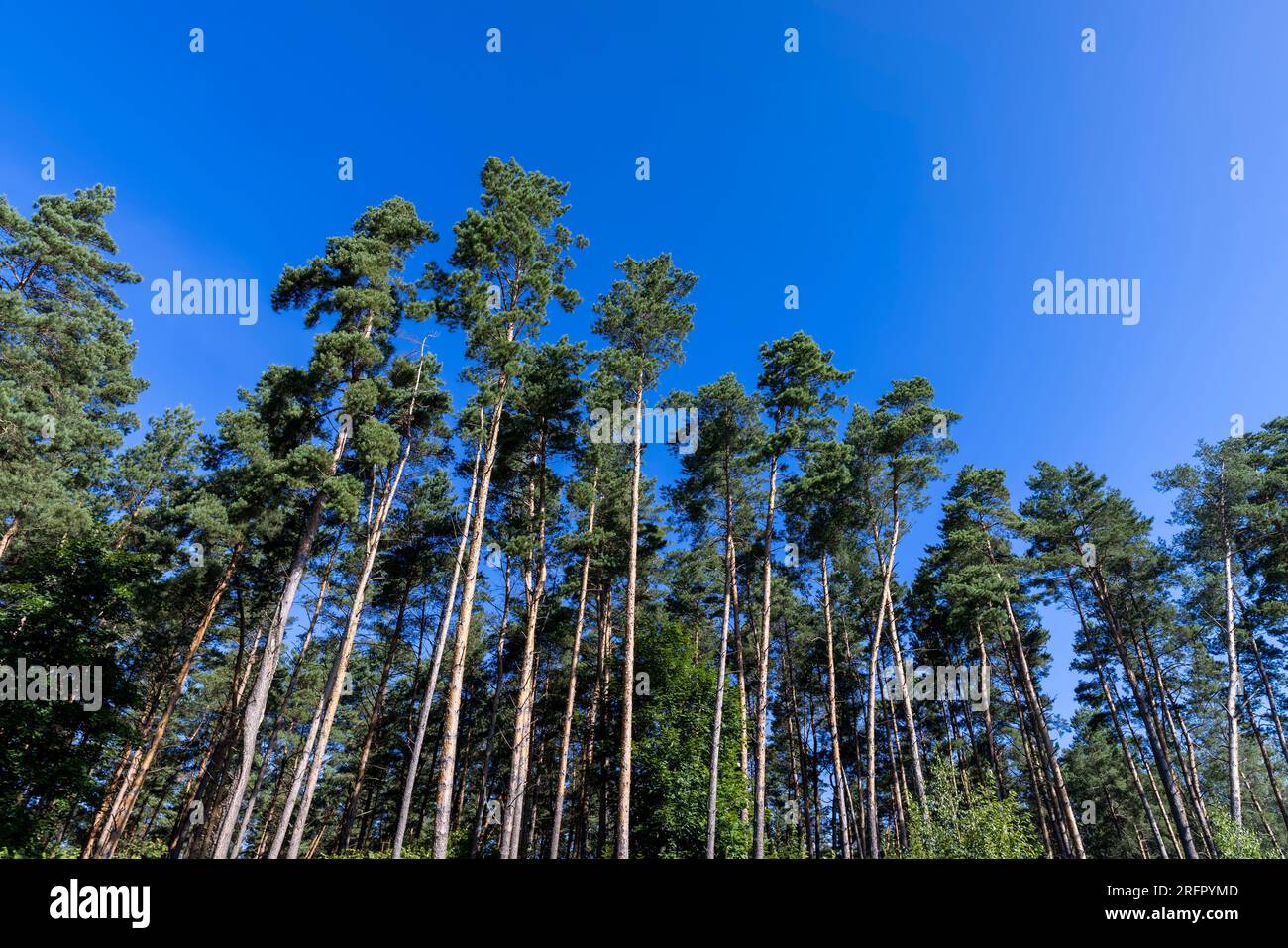 Tall trees in a pine forest illuminated by sunlight, a pine forest in ...