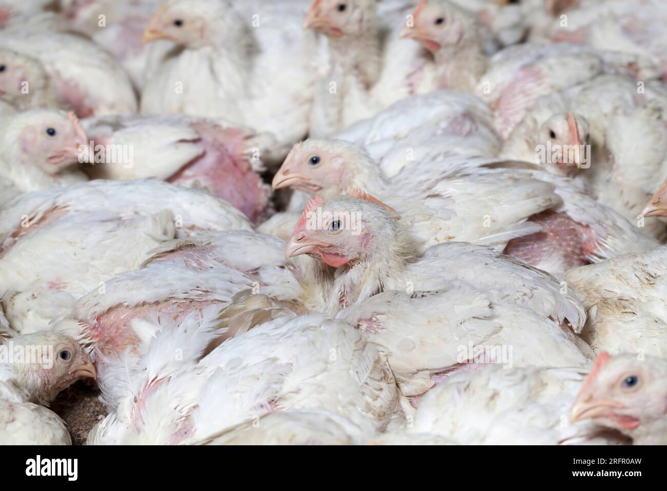 White broilers in a fully filled chicken coop, a packed chicken coop