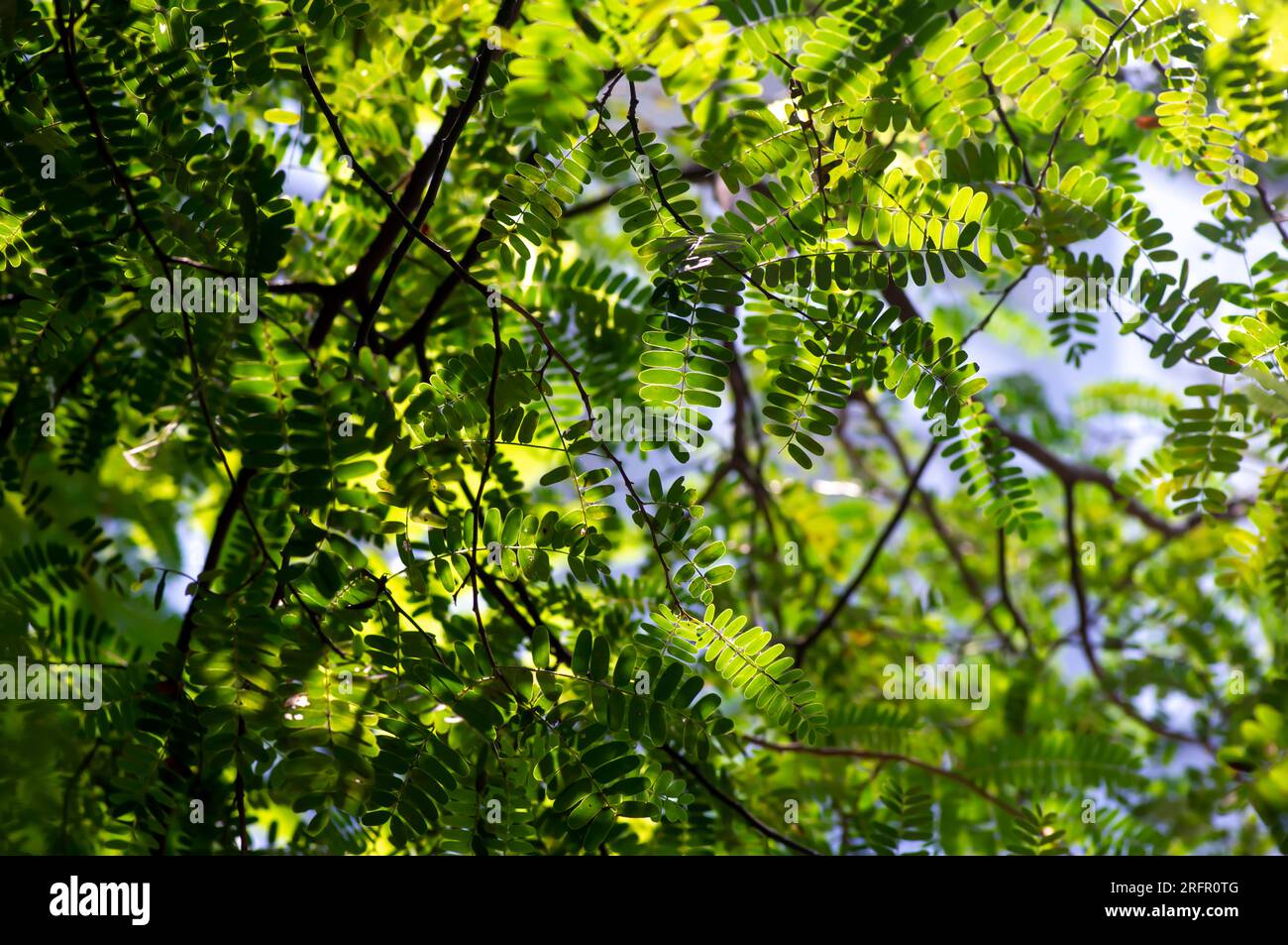 Depth of field of the river tamarind (Leucaena leucocephala) green leaves with bokeh background. Stock Photo