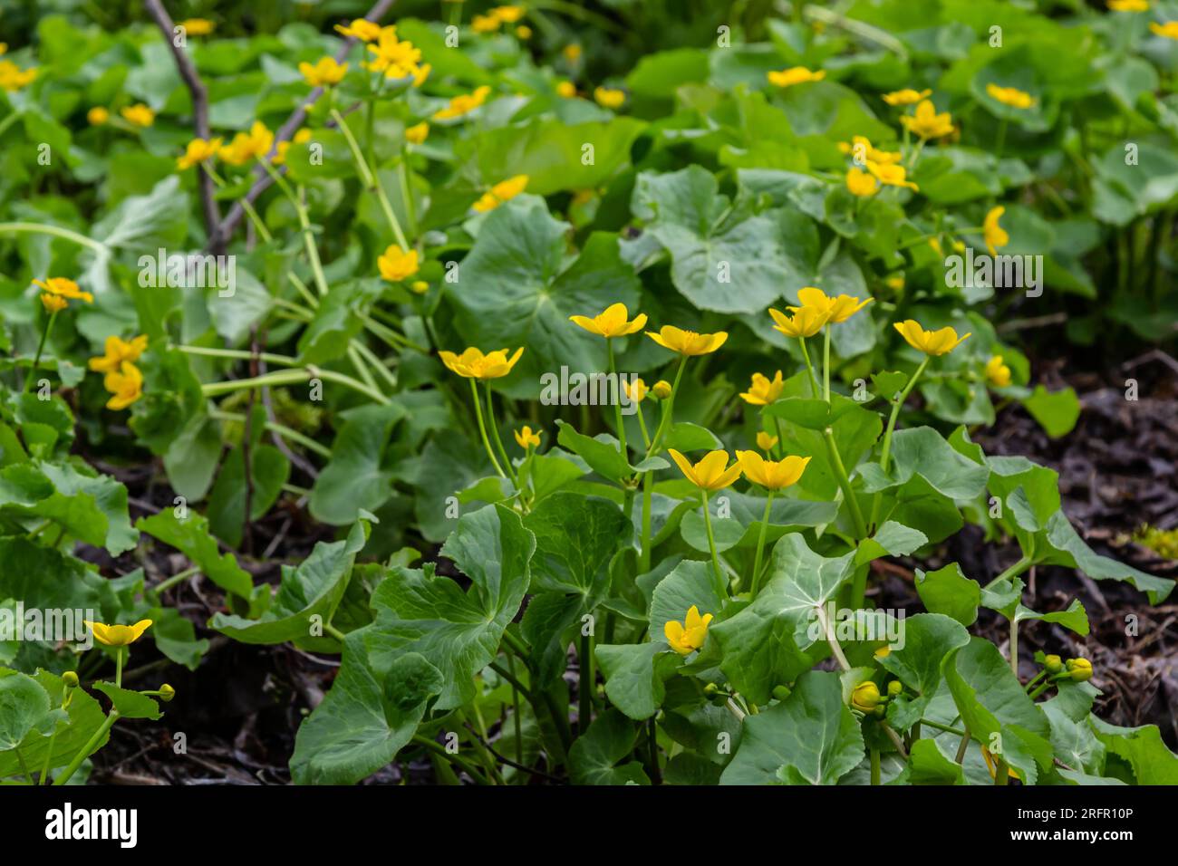 Caltha palustris, marsh-marigold or kingcup, flowers in wet woodland, wild flower. Stock Photo