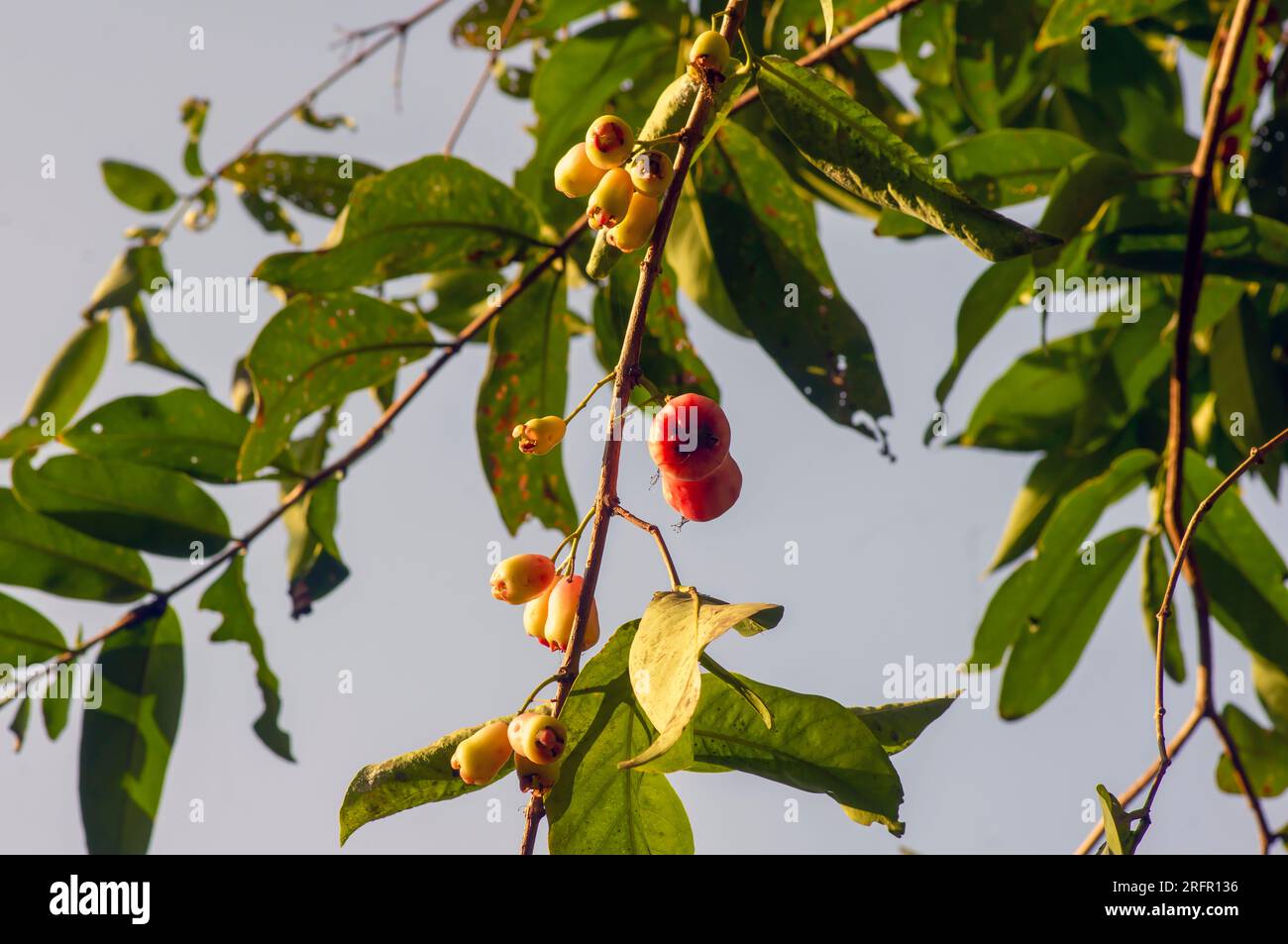 Water apples fruit, Syzygium aqueum on its tree, known as rose apples or watery rose apples. Stock Photo