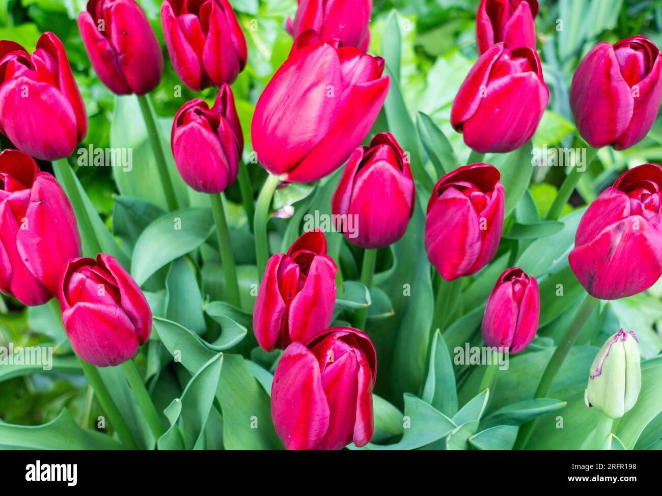 Tulipa National velvet Stock Photo