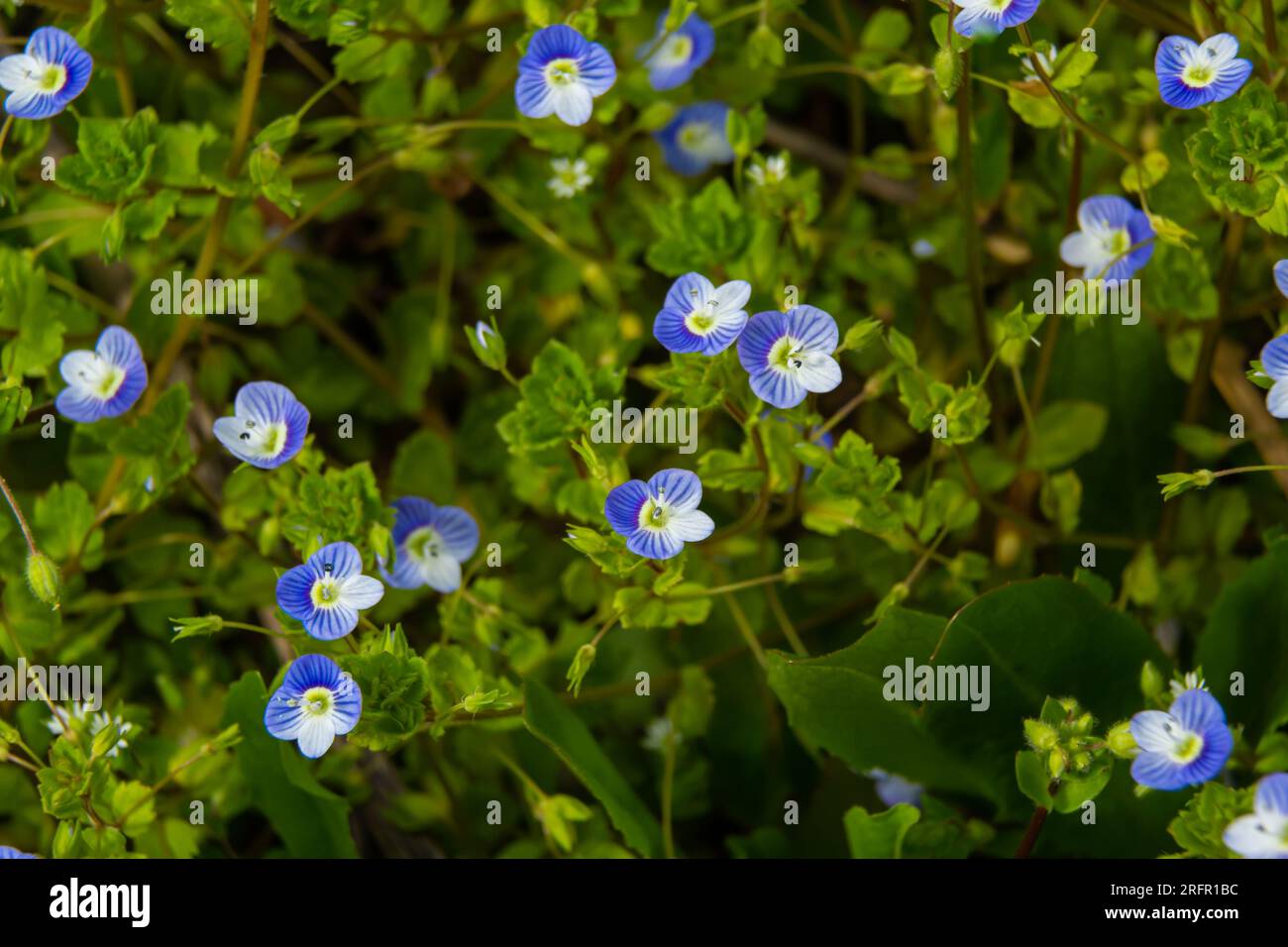 Macro photography of birdeye speedwell, veronica persica, at soft