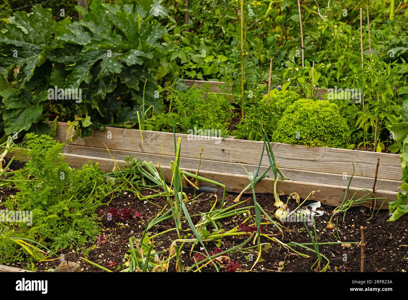 raised bed with vegetables in an urban garden Stock Photo