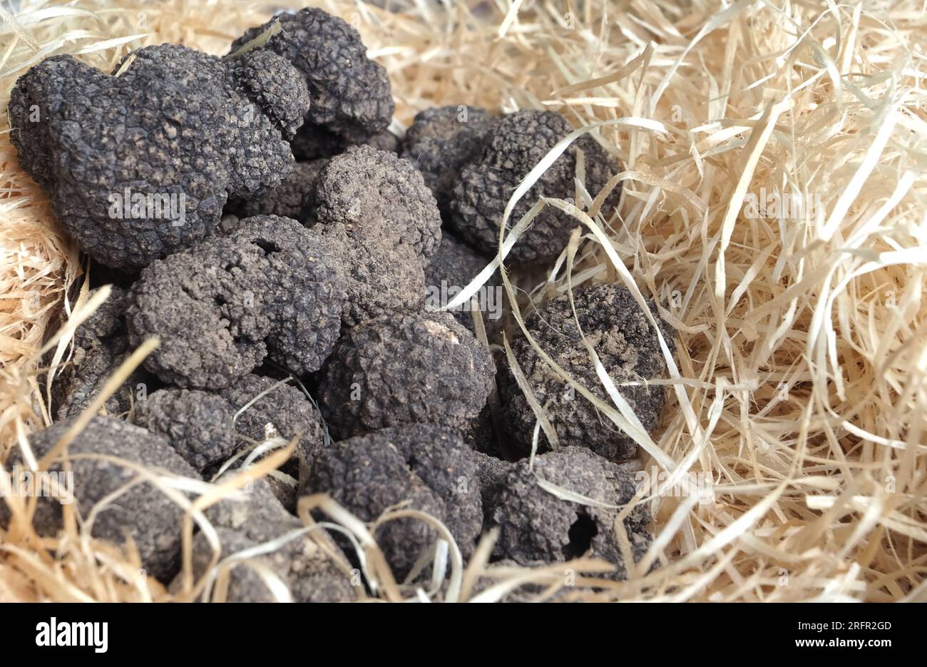 Group of delicious raw whole truffle Stock Photo Alamy