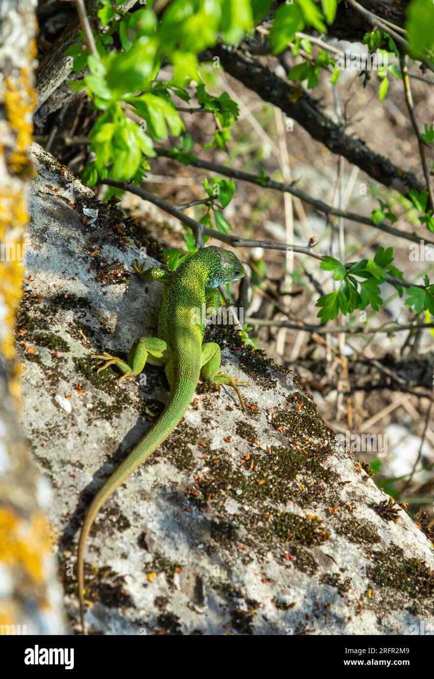 Lacerta viridis, Green and blue lizard with ticks, macro photo of a lizard, European green lizard. Stock Photo