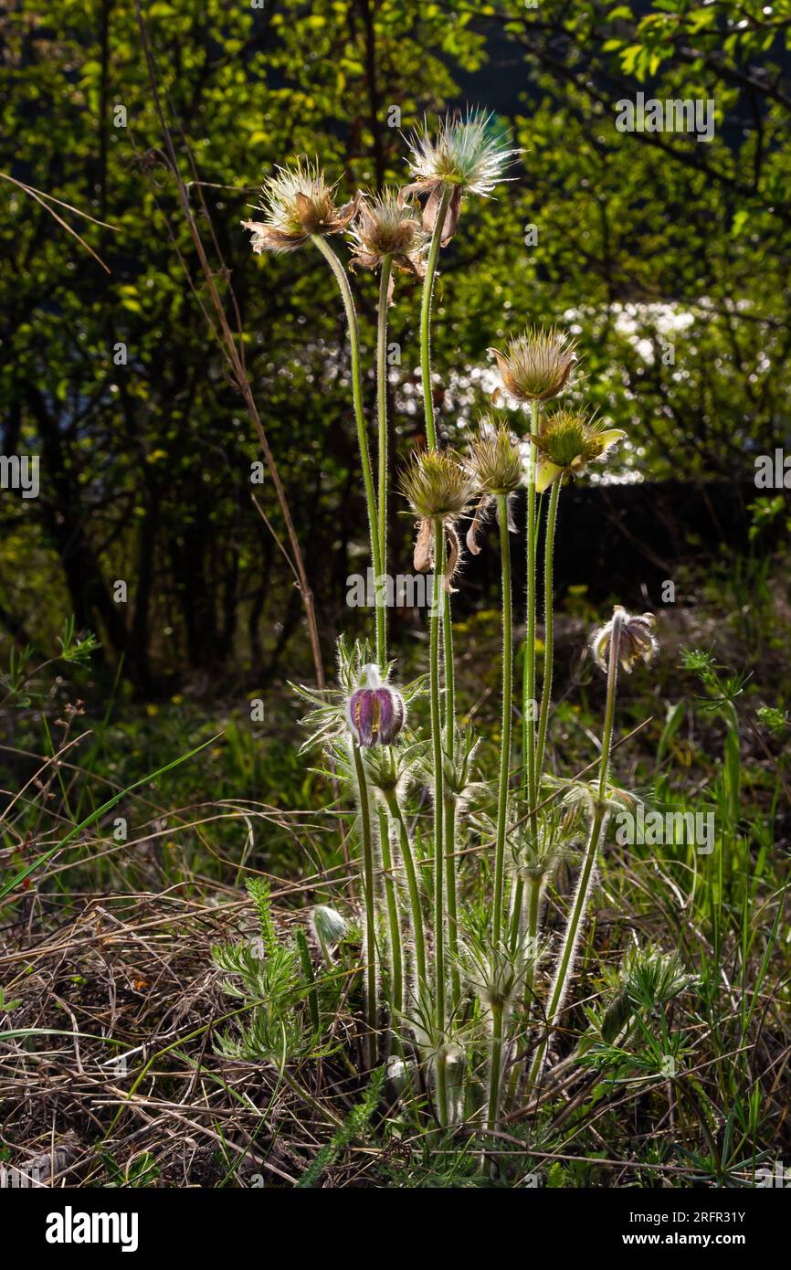 Pasqueflower. Beautiful flower of small pasque flower or pasqueflower on flowering meadow in latin Pulsatilla pratensis. Stock Photo