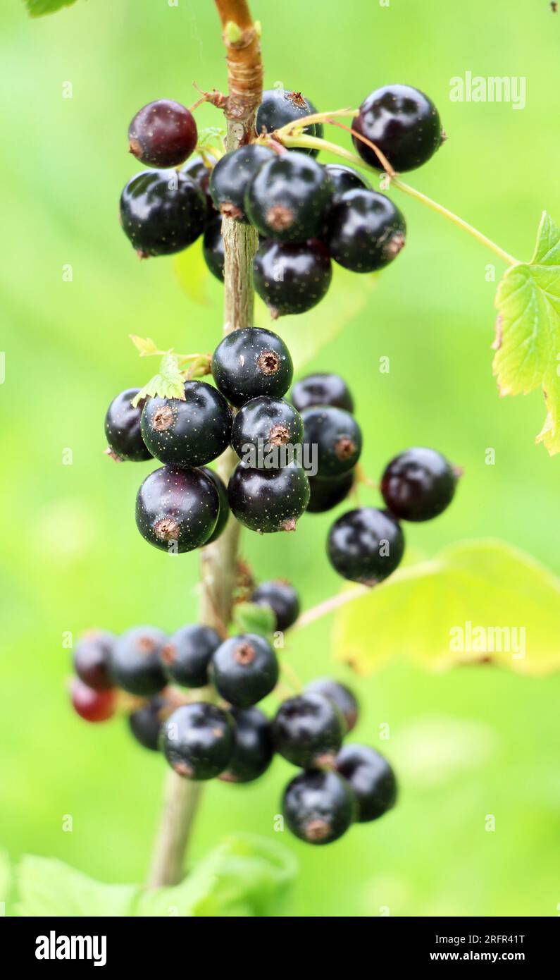On the branch bush berries are ripe currant (Ribes nigrum). Stock Photo