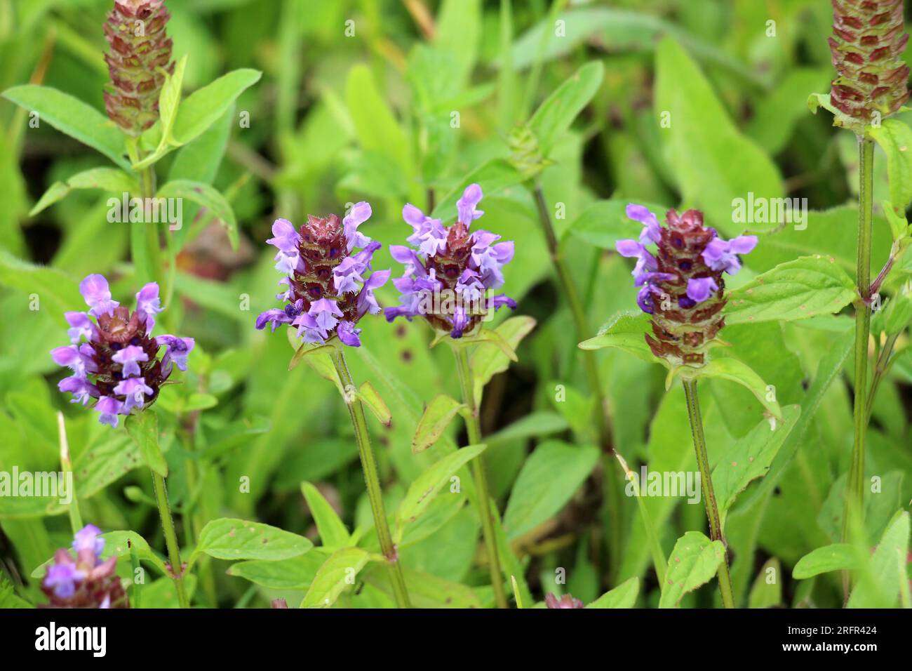 Prunella vulgaris grows wild among grasses in summer Stock Photo
