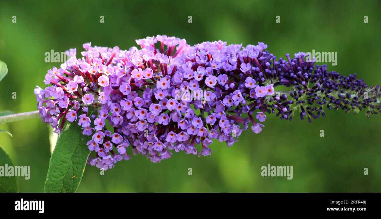 The buddleja davidii bush is blooming in the garden Stock Photo - Alamy