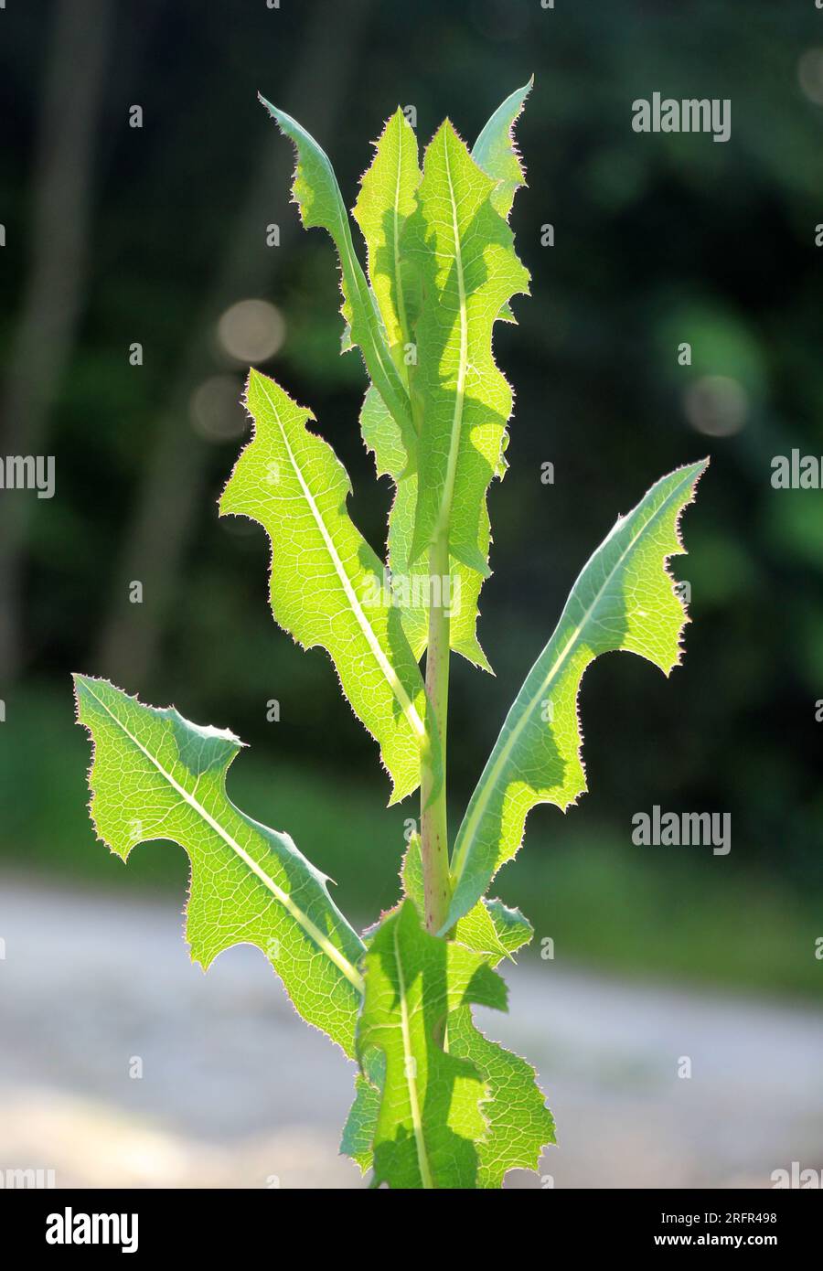 In the summer it grows in nature Lactuca serriola Stock Photo