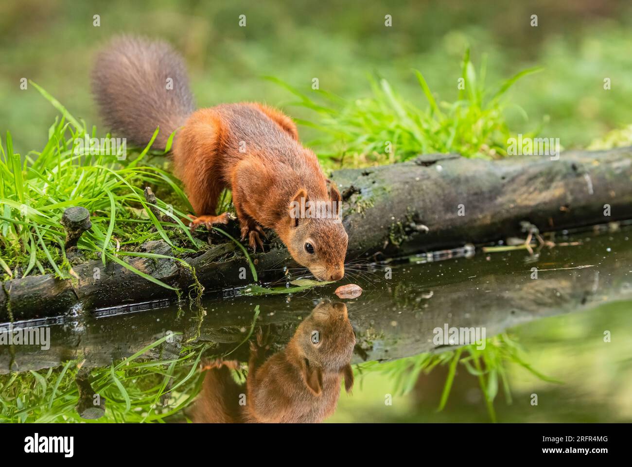 A  Red Squirrel (Sciuris vulgaris) on a log . He is  actually nearly falling in the water  trying to get a nut  . Yorkshire, UK Stock Photo
