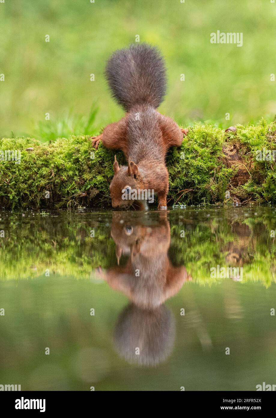A  Red Squirrel (Sciuris vulgaris)  feet in the water . A perfect mirror image reflection in the water below. Yorkshire, UK Stock Photo