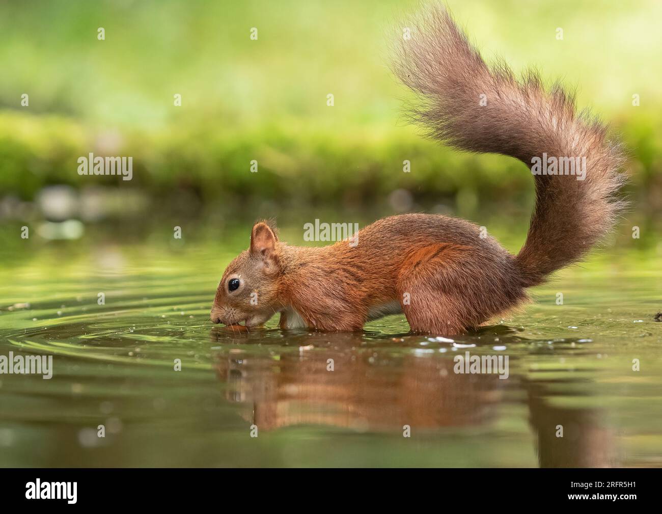 A unique shot of a rare Red squirrel ( Sciurus vulgaris) paddling and